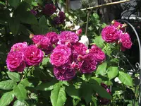 IMG_4749.webp