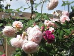 IMG_4750.JPG