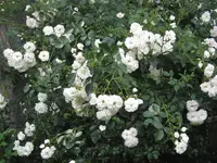 IMG_4752.webp