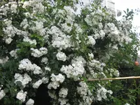 IMG_4753.webp