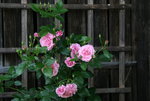 Rose Hl.Elisabeth 0117.JPG