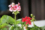 Pelargonie  0121.JPG