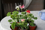 Pelargonie  0221.JPG