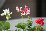 Pelargonie  0321.JPG