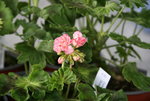 Pelargonie  0421.JPG