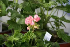 Pelargonie  0421.webp