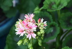 Pelargonie  0921.JPG