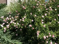 F654FA28-596D-42FA-B22F-E8EF65C09B76.jpeg
