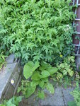 P1040160Kugeldistel und Telekie.JPG