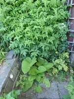 P1040160Kugeldistel und Telekie.webp