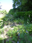 P1040163Gemüsebeet.JPG