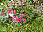 P1040169Nelken und Feldthymian.JPG