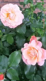 20210621_141756.webp 20210621_141756.webp