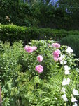 P1040175Pfingstrosen.JPG