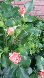 20210621_141804.webp 20210621_141804.webp