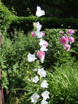P1040176Glockenblume.JPG