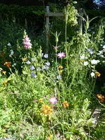 P1040178Kornrade.webp