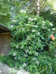 P1040184Kletterhortensie.JPG