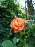 P1040188Westerland.JPG