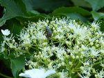 P1040189Hortensienblüte mit Junikäfern.JPG