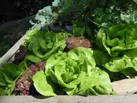 P1040190Salat.webp