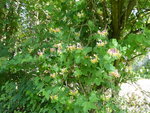 P1040195Waldrebe.JPG