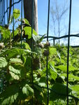 P1040199Himbeere.JPG