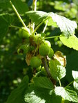P1040200schwarze Johannisbeere.JPG