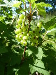P1040201rote Johannisbeere.JPG