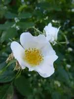 P1040203Wildrose.webp