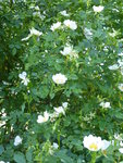 P1040204Wildrose.JPG