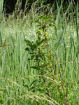 P1040205Johannisbeersteckling.JPG