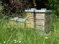 P1040207Bienenstöcke.webp