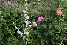 Juni    2121.webp