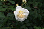 Rose Kosmos 0621.JPG