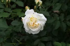 Rose Kosmos 0621.webp