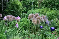 Allium   1021.webp