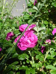 P1040208Hunsrose.JPG