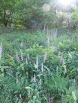 P1040209Fingerhuthang.JPG