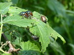 P1040211Junikäfer.JPG