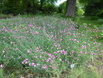 P1040234Karthäusernelken.JPG