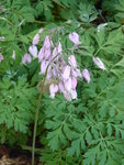 P1040243Herzblume.JPG