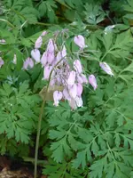 P1040243Herzblume.webp
