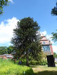 P1040246Araukarie.JPG