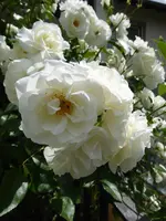 P1040258Schneewittchen.webp
