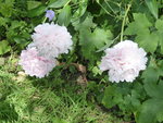 P1040262Pfingstrose.JPG