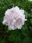 P1040263Pfingstrose.JPG
