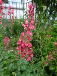 P1040270Heuchera.JPG