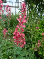 P1040270Heuchera.webp