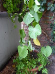 P1040273Winden und Kerbel.JPG